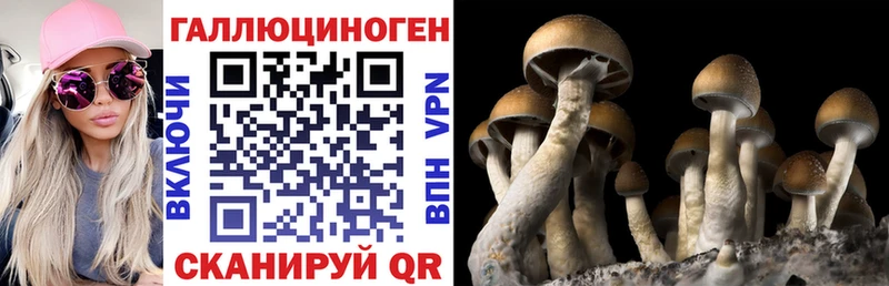 OMG ссылки  дарнет шоп  Элиста  Галлюциногенные грибы Cubensis 